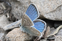 Polyommatus dorylas-6161 - St Dalmas le Selvage - 27/06/21