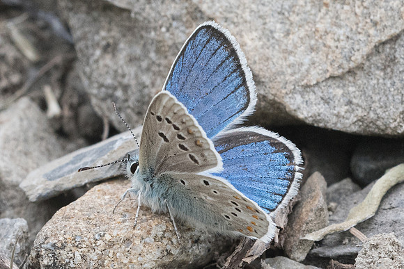 Polyommatus dorylas-6161 - St Dalmas le Selvage - 27/06/21