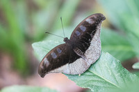 Cynitia cocytus-2680 - Chiang Dao - 15/11/23