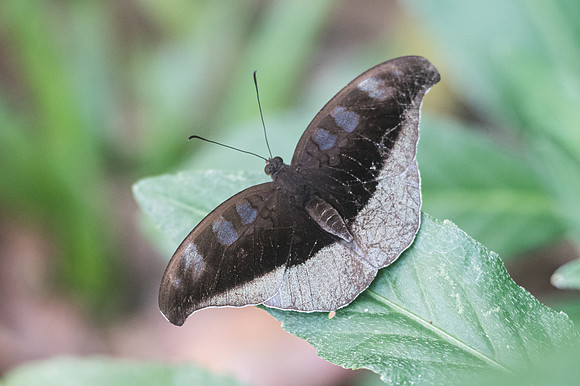 Cynitia cocytus-2680 - Chiang Dao - 15/11/23