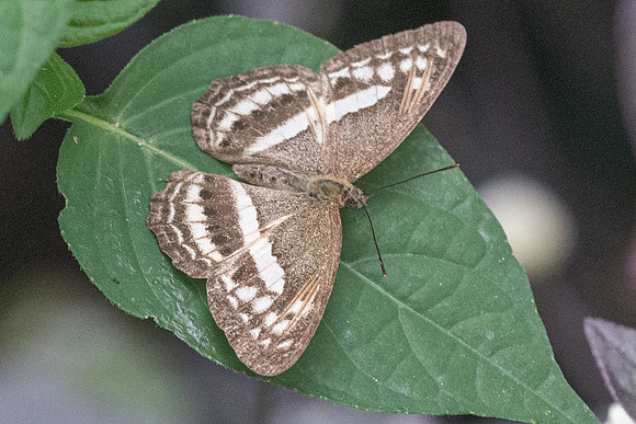 Algia fasciata fasciata-1617