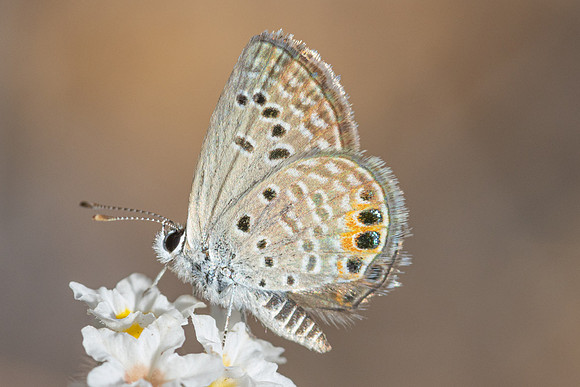 Freyeria trochylus-0598 - Antalya, Termessos - 16/09/24