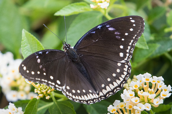 hypolimnas bolina ♀ -9362 - Bangkok - 22/03/23