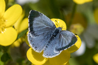 Celastrina argiolus ♀-2166