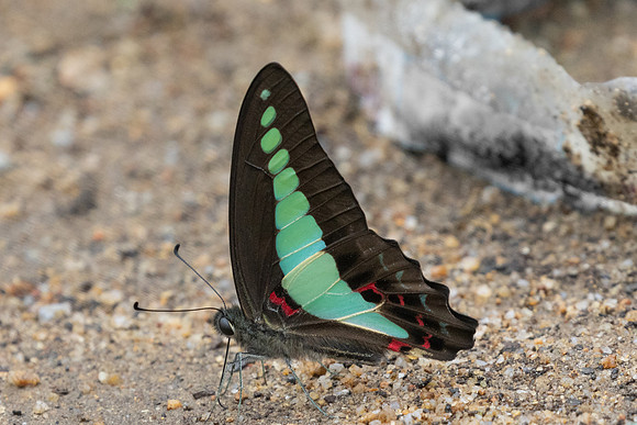 Graphium sarpedon-0161