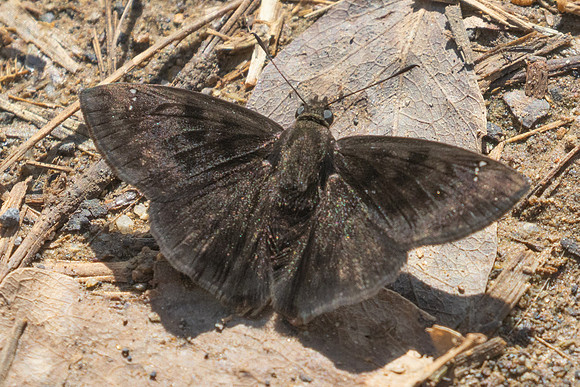 Nisoniades ephora-4405