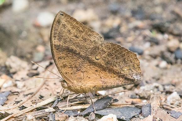 Discophora sondaica-2424 - Chiang Dao - 15/11/23