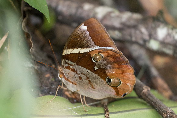 Thauria aliris pseudaliris-7184 - Khao Phanom Bencha National Park - 28/11/23