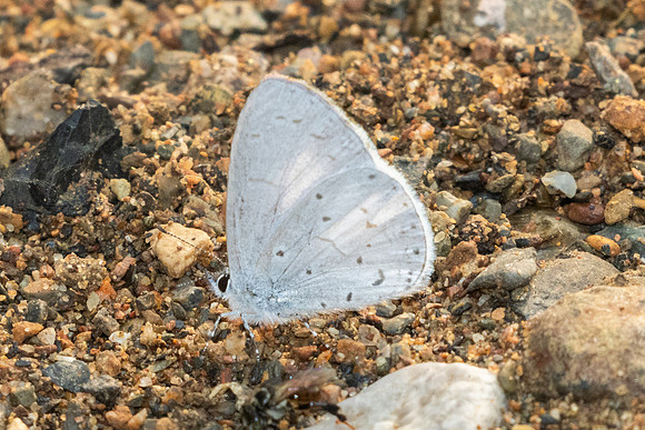 Udara dilecta-0951