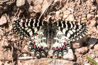 Zerynthia polyxena-3105 - Alexandroupoli 10/04/23