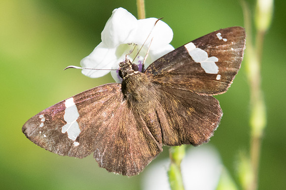 Celaenorrhinus nigricans-1701  - Chiang Dao - 15/11/23