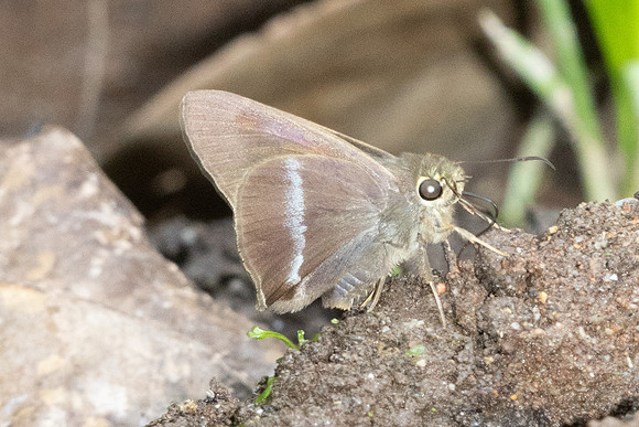 Hasora chromus-6097- Doi Suthep - 27/03/25