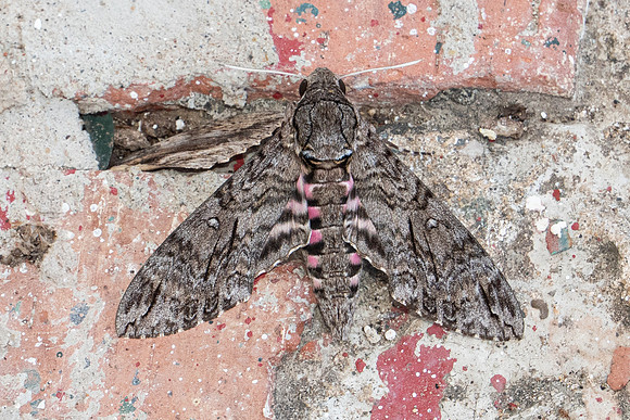 Agrius cingulata Nuit-7778