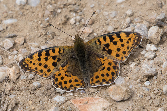 Issoria lathonia-9817