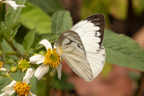 Cepora nerissa-0813