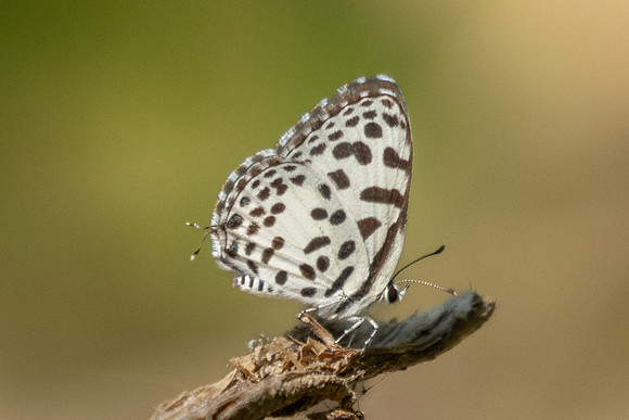 Castalius rosimon-3819