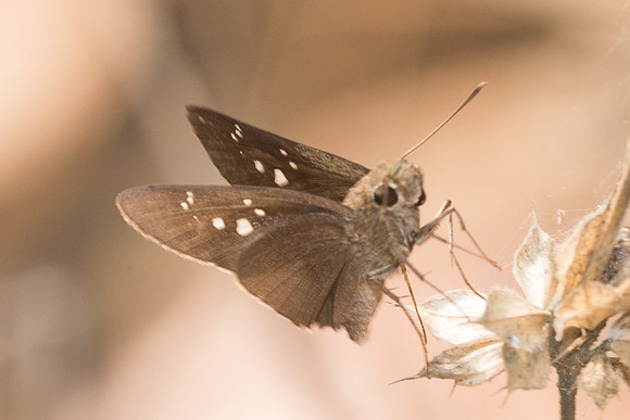 Caltoris cahira austeni-6352- Doi-Suthep - 14/03/23