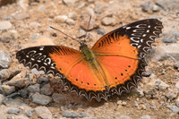 Cethosia biblis biblis-1862- Chiang Dao  - 11/03/23