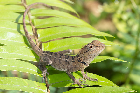 Lézard Malaisie-0040