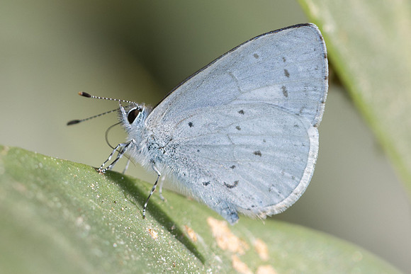 Udara dilecta-4575