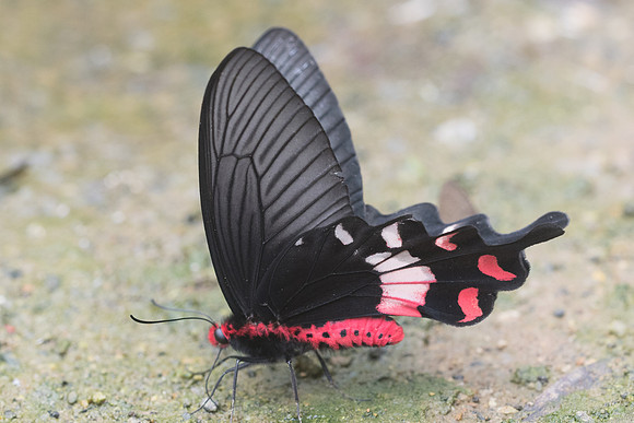 Atrophaneura adamsoni adamsoni -1477 - Chiang Dao  - 11/03/23
