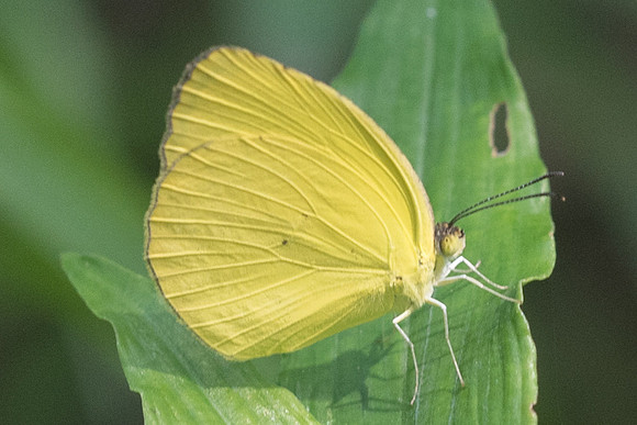 Eurema dina ♂-3500