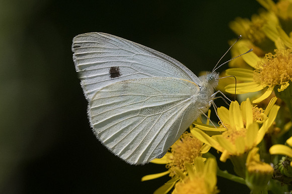 Pieris rapae - 0347 - Croissy Beaubourg - 8/07/23