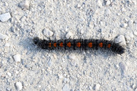 Chenille Nymphalis antiopa-3175
