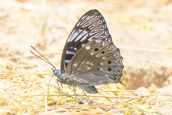 Dichorragia nesimachus-5758