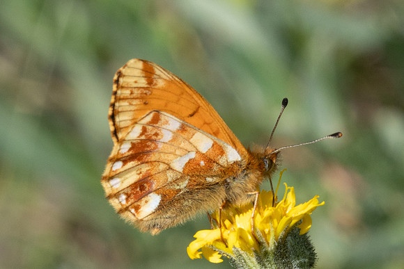 Boloria pales id--2002- Cervières - 26/06/25