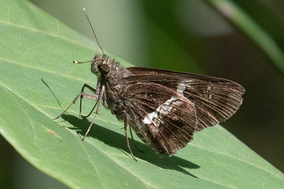 Hyarotis adrastus praba-9390 - Koh Samui - 16/03/23