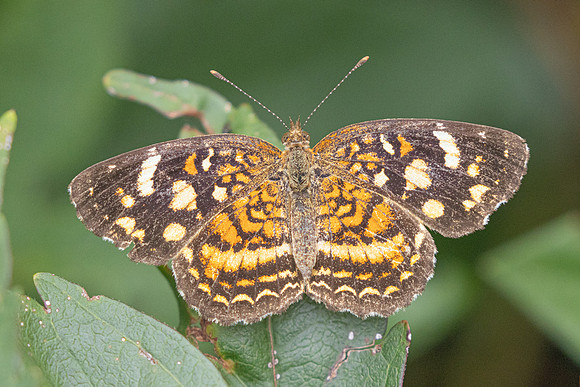 Anthanassa tulcis-2343 - Barichara - 9/06/24