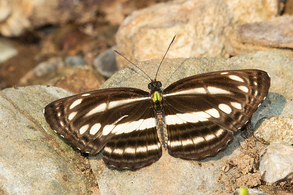 Neptis sp-1556 - Chiang Dao - 18/03/25