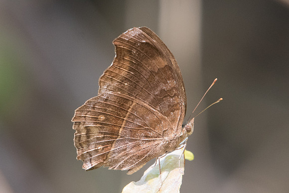 Junonia iphita-5830 - Doi Suthep - 9/03/23