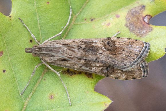 Nomophila noctuella-7922 Fontainebleau 17/09/22