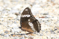 Hypolimnas bolina-0720 - Kuala Woh Recreational Forest - 15/03/25