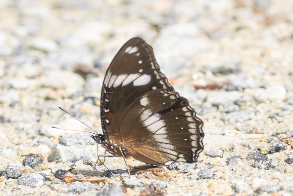 Hypolimnas bolina-0720 - Kuala Woh Recreational Forest - 15/03/25