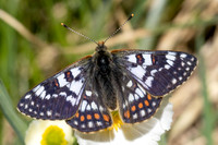 Euphydryas cynthia-0930 - Col D'Agnel - 24/06/2025
