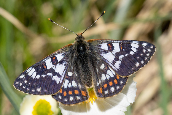 Euphydryas cynthia-0930 - Col D'Agnel - 24/06/2025