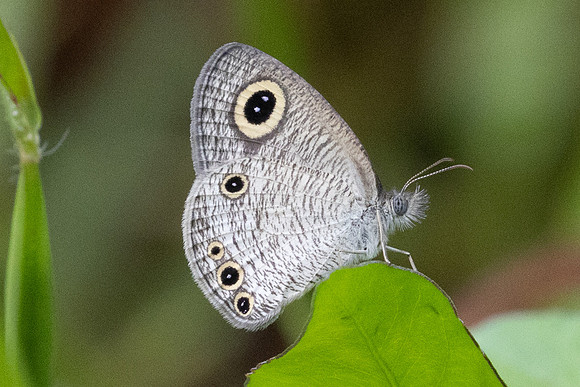 Ypthima huebneri-9103