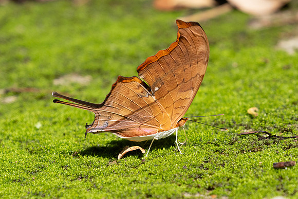 Marpesia petreus-7844