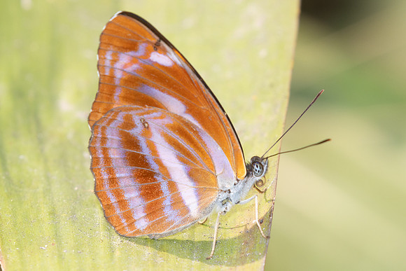 Neptis ananta-2983 - Doi Suthep (1180m) - 21/03/25