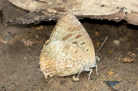 Arhopala hellenore-1616 - Chiang Dao - 18/03/25