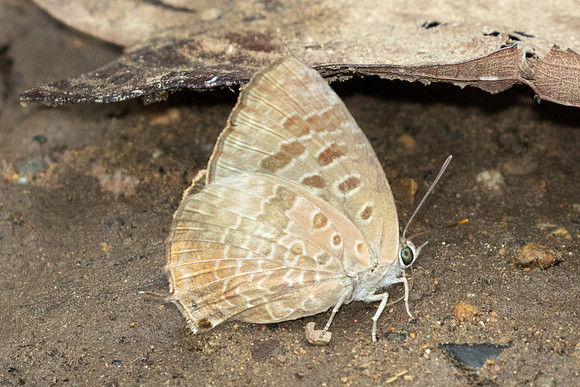 Arhopala hellenore-1616 - Chiang Dao - 18/03/25