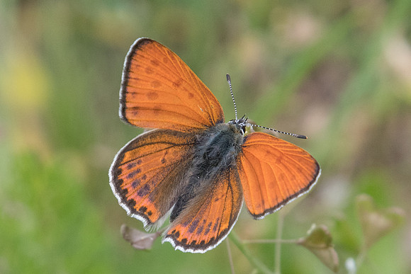 Lycaena thersamon-0183