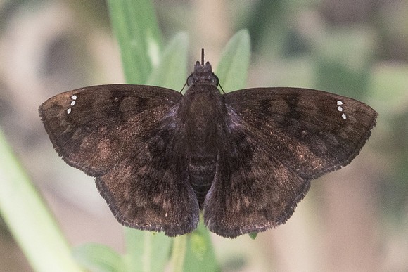 Nisoniades sp -4349