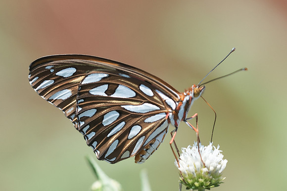 Agraulis vanillae incarnata-5116