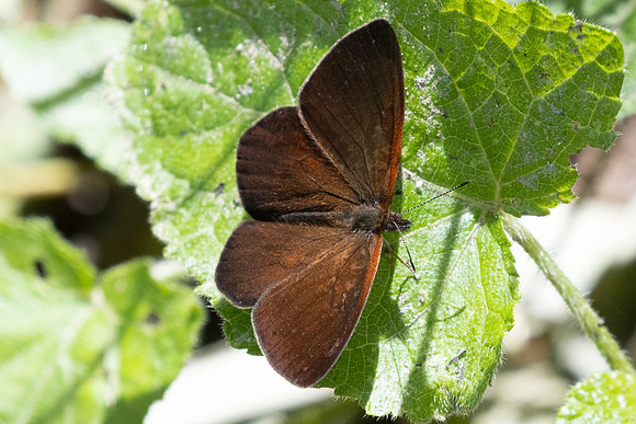 Lymanopoda labda-6884