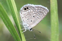 Hemiargus ceraunus-3621