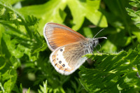 Coenonympha darwiniana-1583 - Col de Vars - 25/06/25